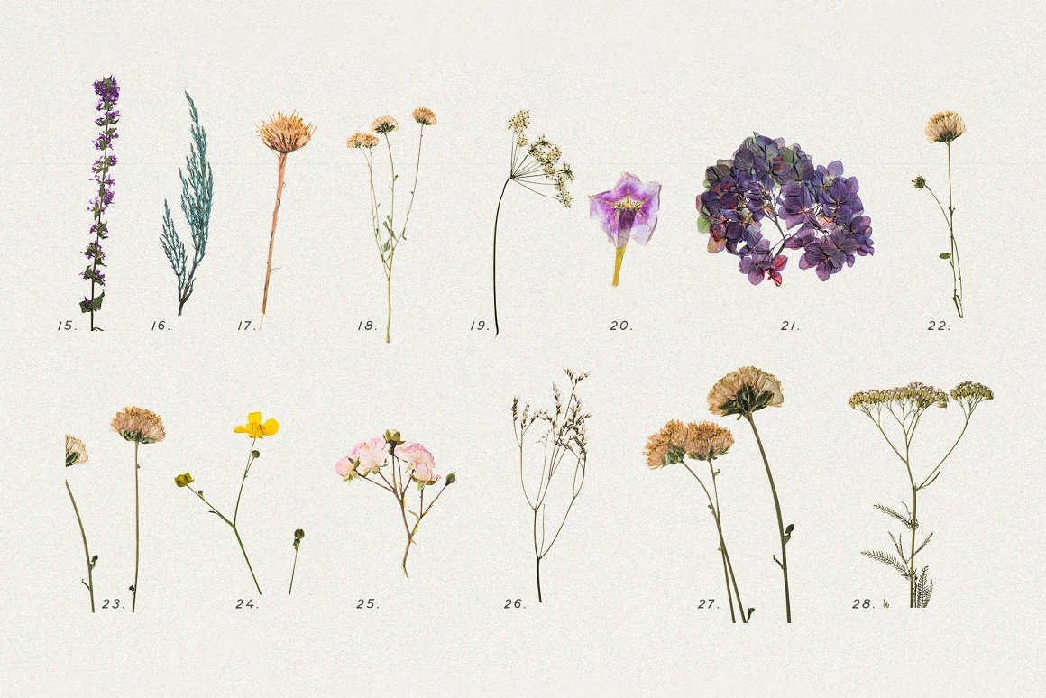 BUNDLE - Dry Flowers & Leaves BUNDLE - Dry Flowers & Leaves