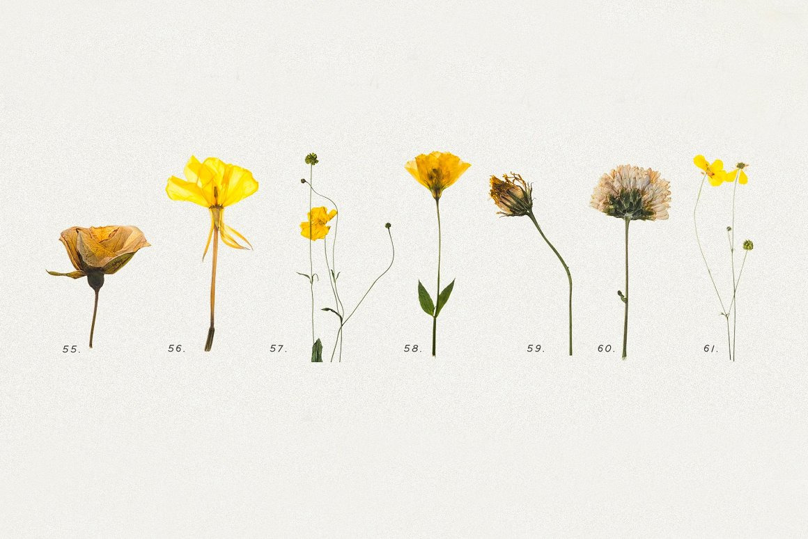 BUNDLE - Dry Flowers & Leaves BUNDLE - Dry Flowers & Leaves