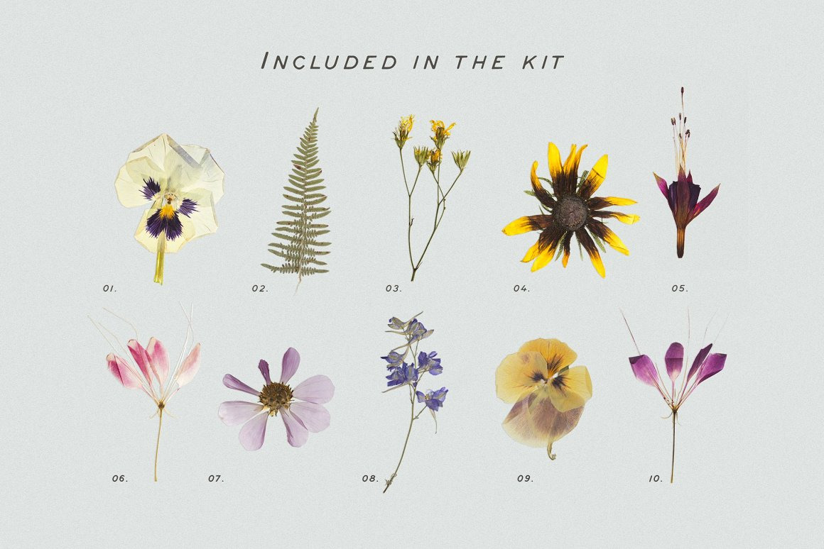 BUNDLE - Dry Flowers & Leaves BUNDLE - Dry Flowers & Leaves