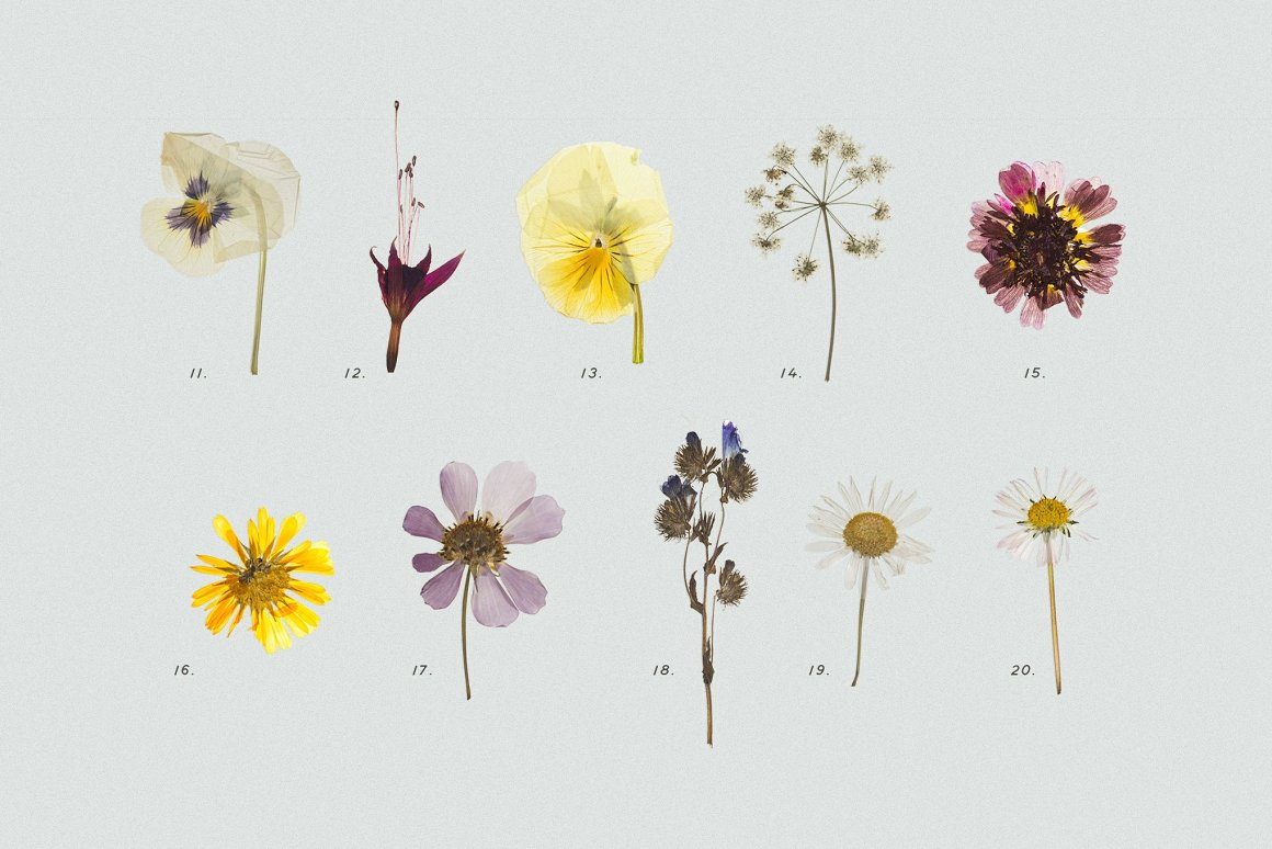 BUNDLE - Dry Flowers & Leaves BUNDLE - Dry Flowers & Leaves