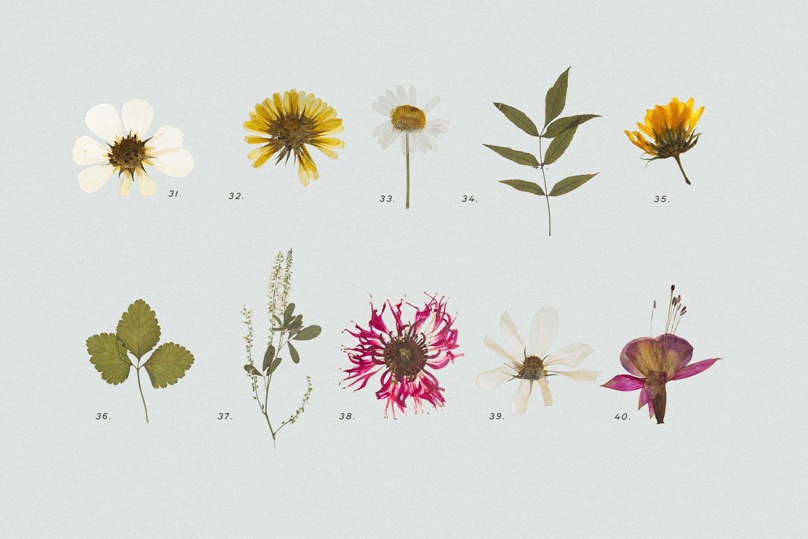 BUNDLE - Dry Flowers & Leaves BUNDLE - Dry Flowers & Leaves