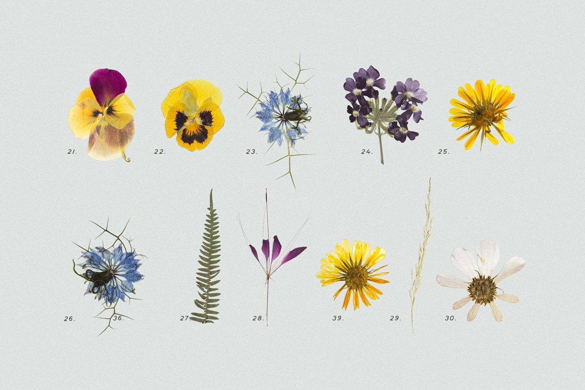 BUNDLE - Dry Flowers & Leaves BUNDLE - Dry Flowers & Leaves