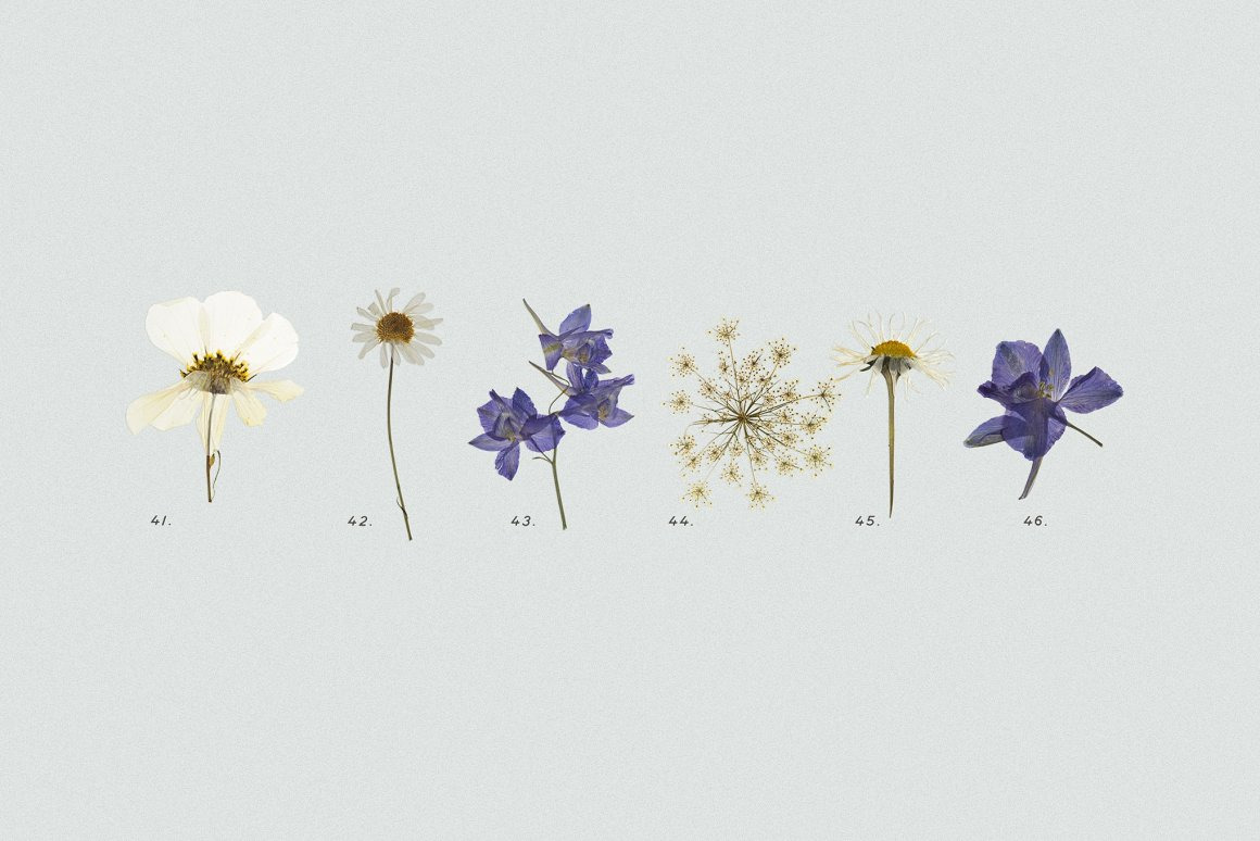 BUNDLE - Dry Flowers & Leaves BUNDLE - Dry Flowers & Leaves