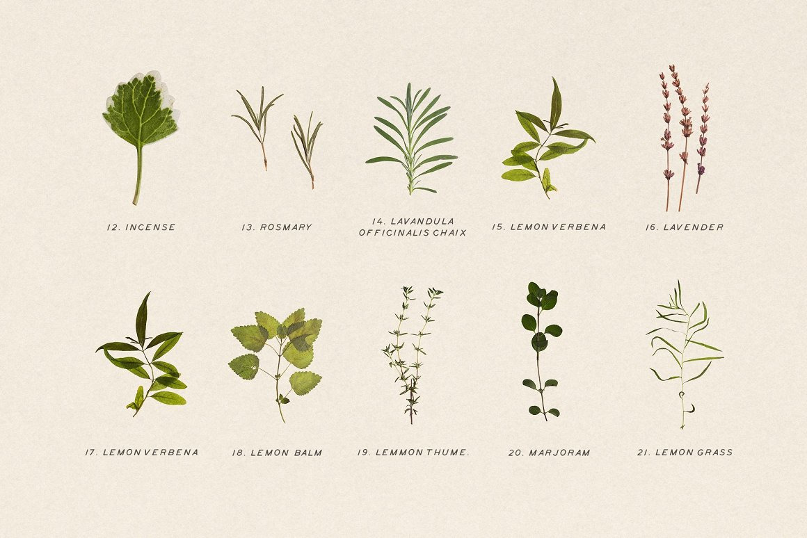 BUNDLE - Dry Flowers & Leaves BUNDLE - Dry Flowers & Leaves