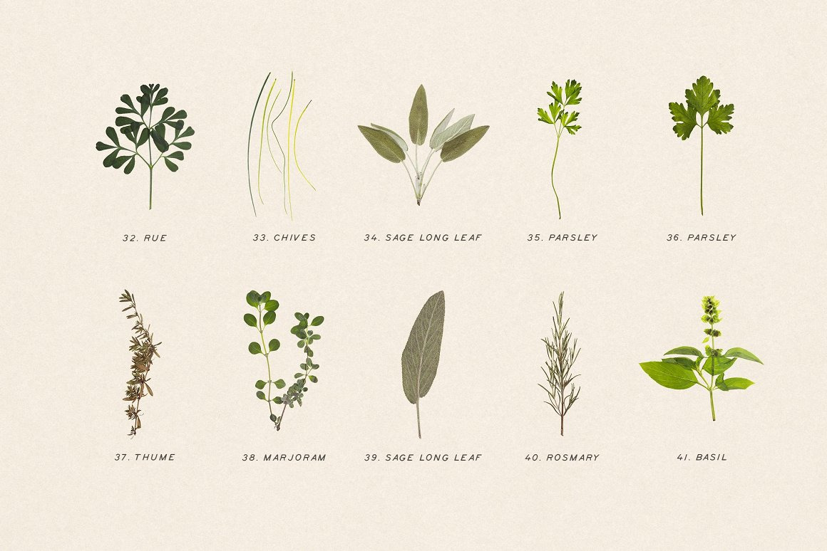 BUNDLE - Dry Flowers & Leaves BUNDLE - Dry Flowers & Leaves