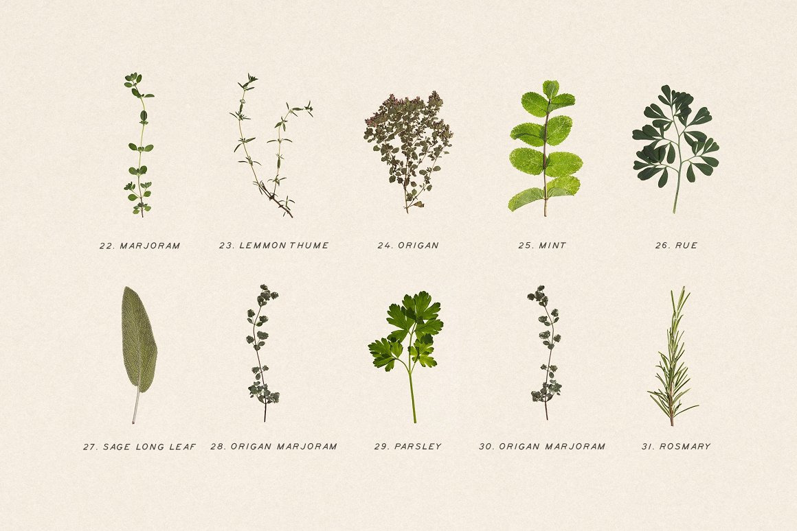 BUNDLE - Dry Flowers & Leaves BUNDLE - Dry Flowers & Leaves