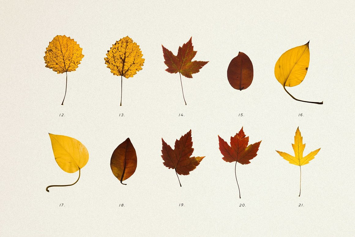 BUNDLE - Dry Flowers & Leaves BUNDLE - Dry Flowers & Leaves