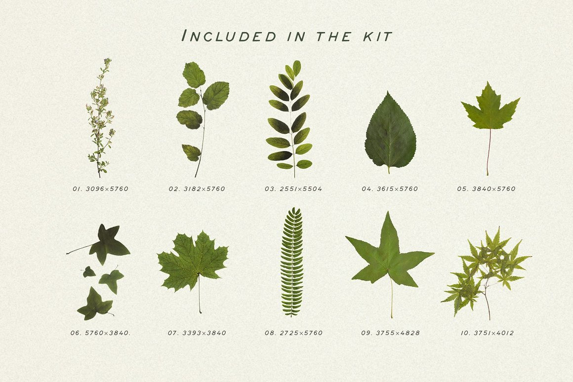 BUNDLE - Dry Flowers & Leaves BUNDLE - Dry Flowers & Leaves