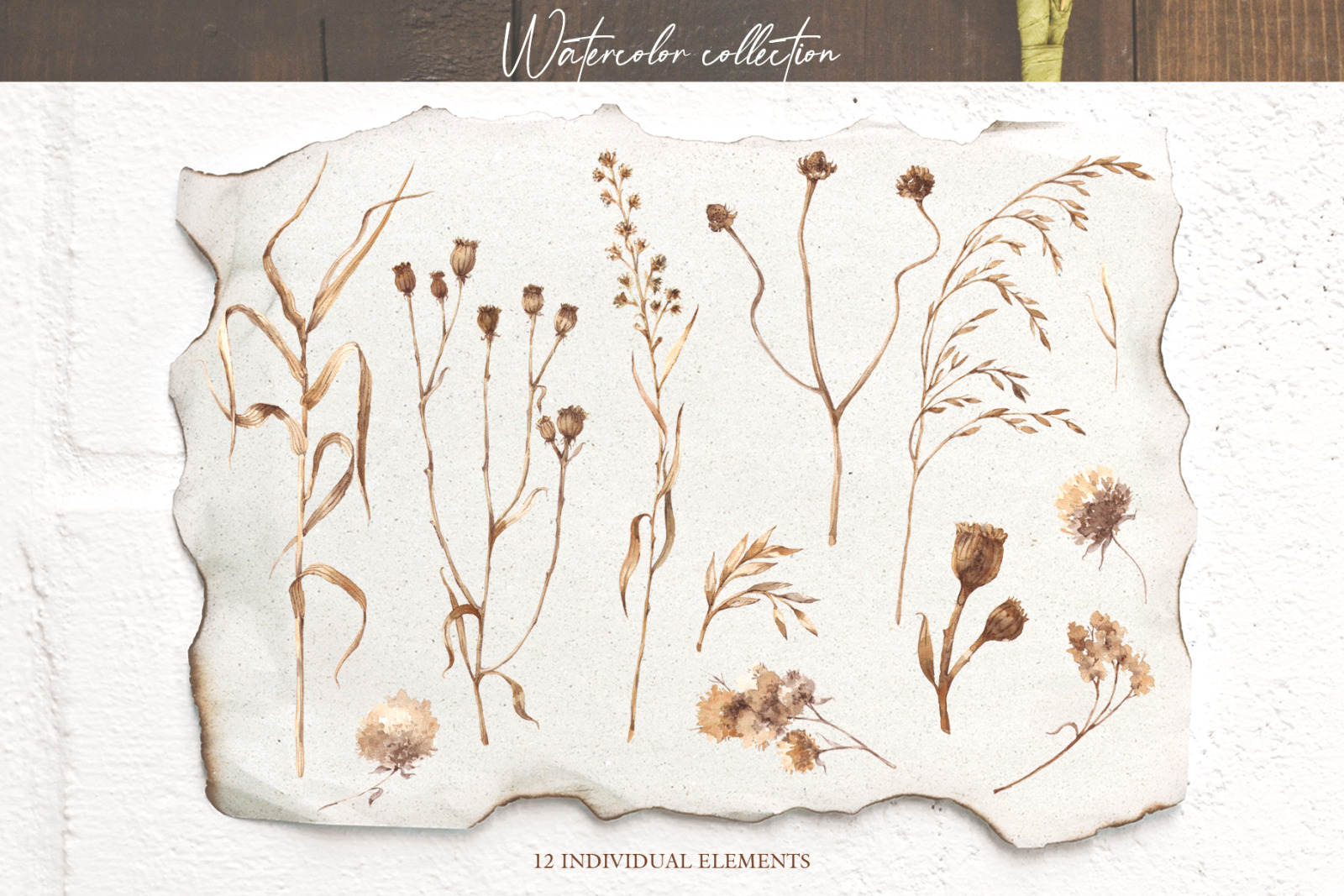 Watercolor collection herbarium