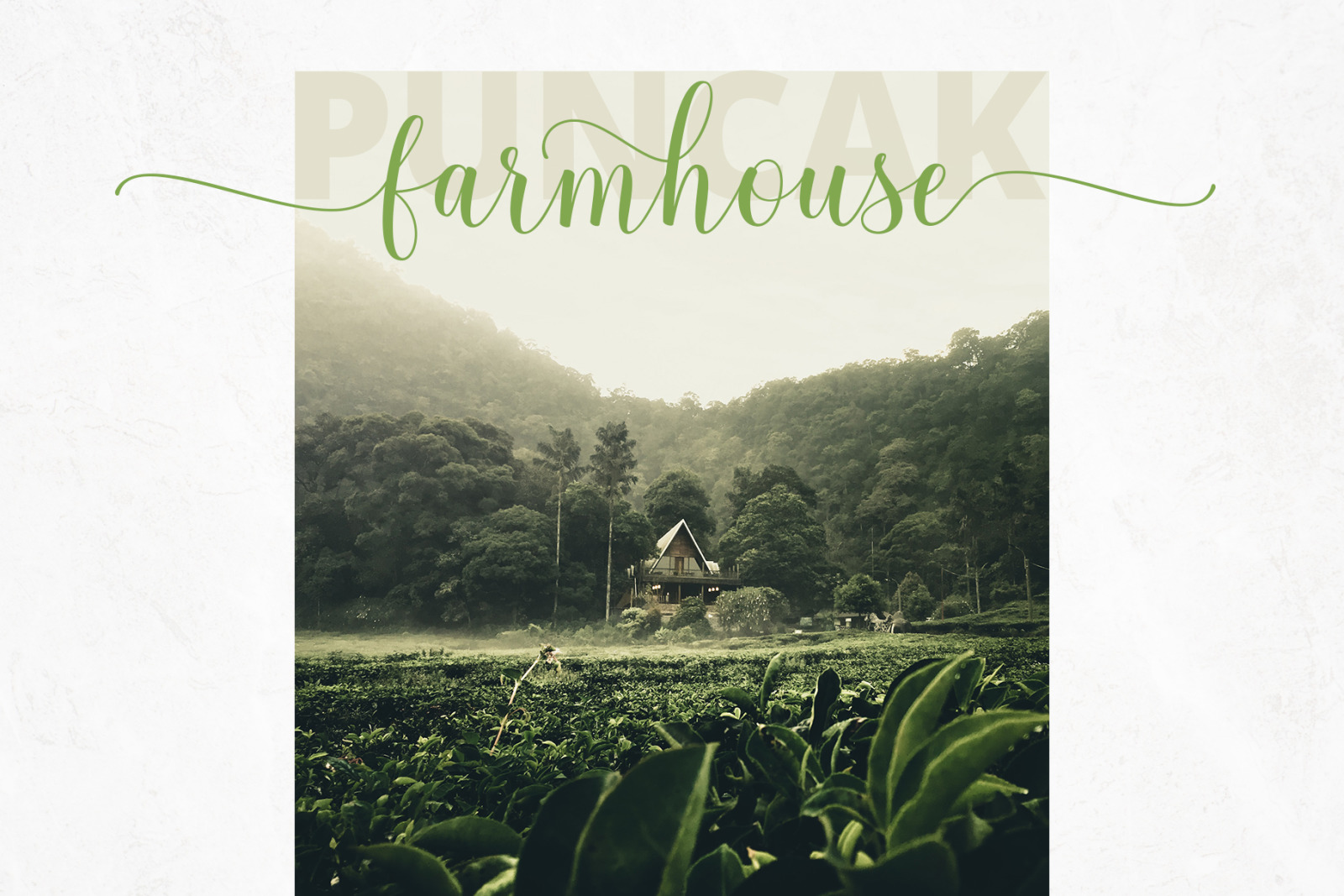 Calathea Elegant Font Calathea Elegant Font
