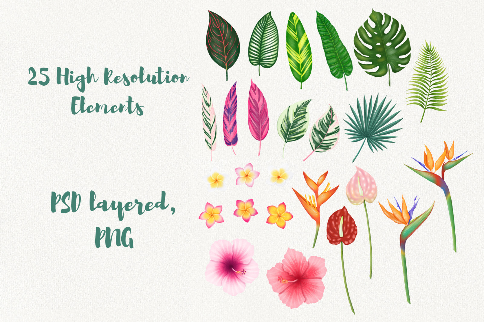 Tropical leaves and flowers clipart