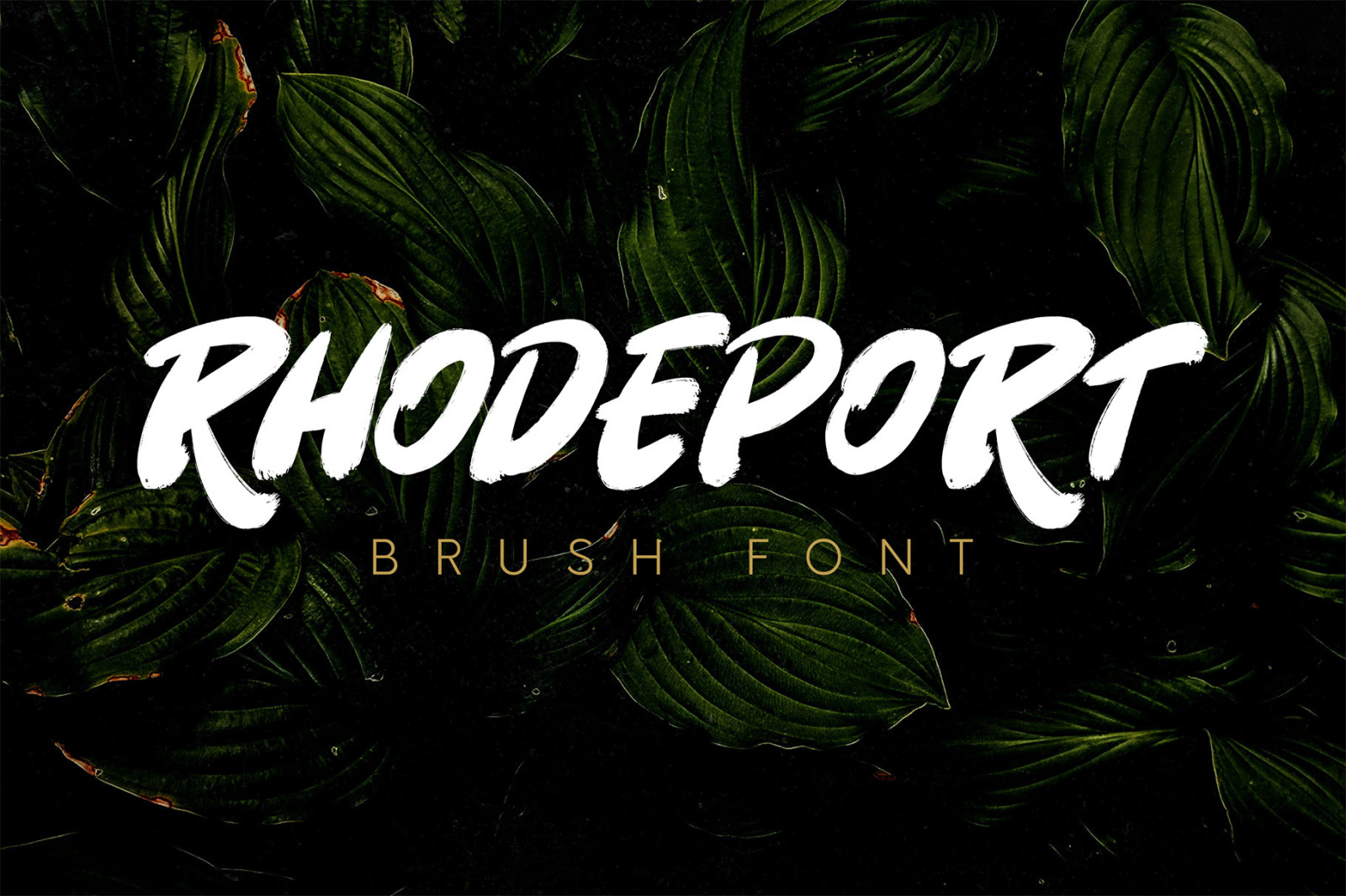 Rhodeport - Brush Font Rhodeport - Brush Font