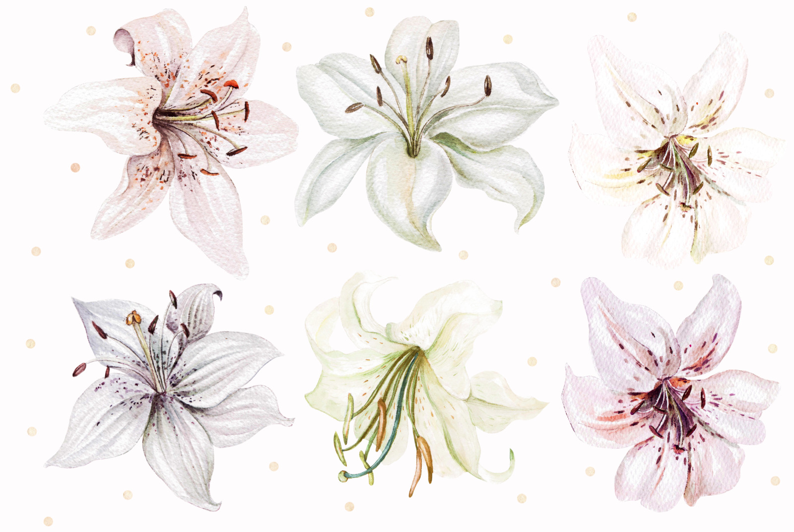 Hand Drawn watercolor flowers lily 2