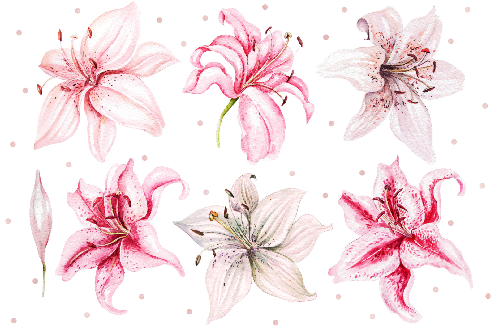 Hand Drawn watercolor flowers lily 2