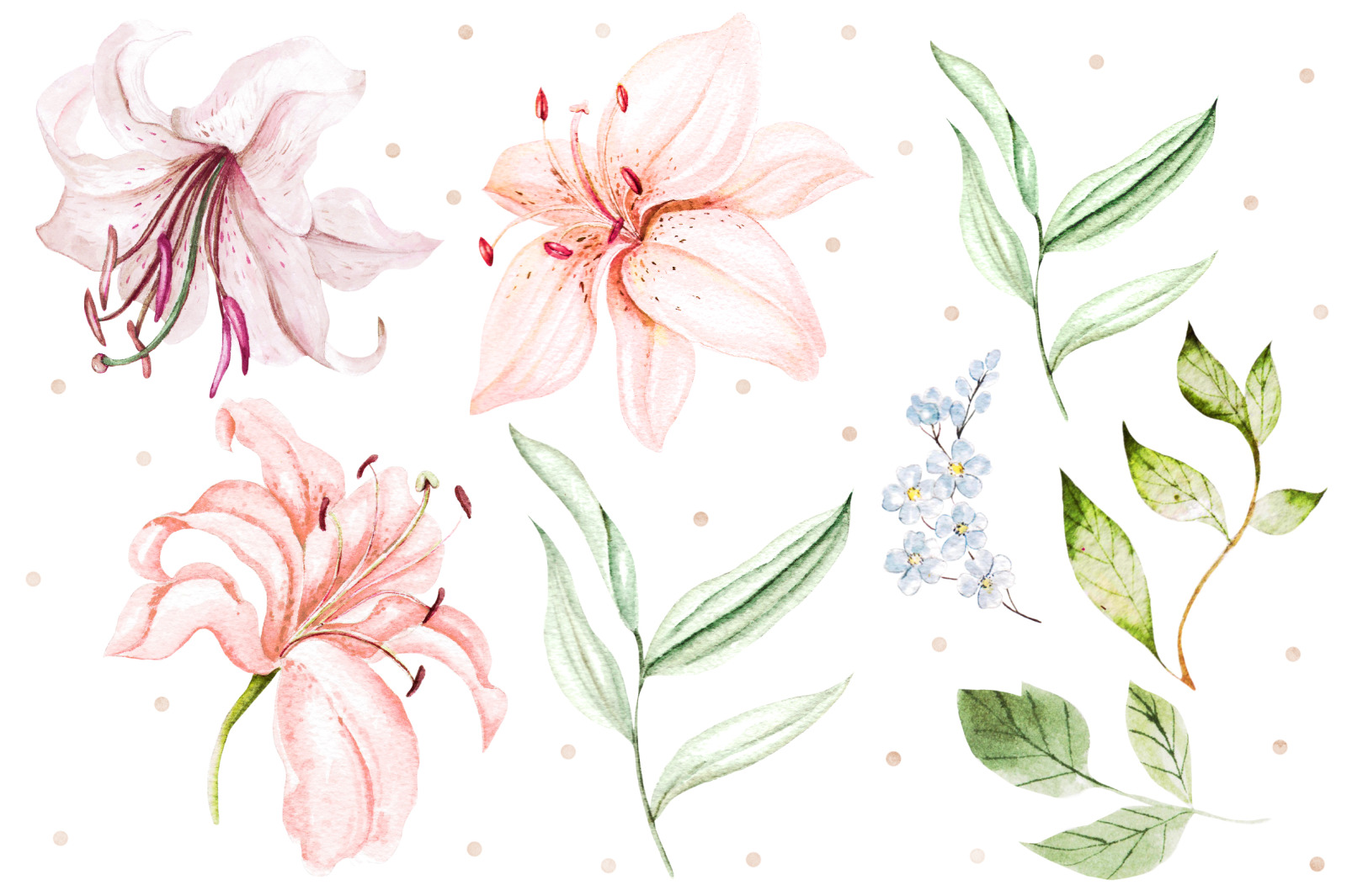 Hand Drawn watercolor flowers lily 2