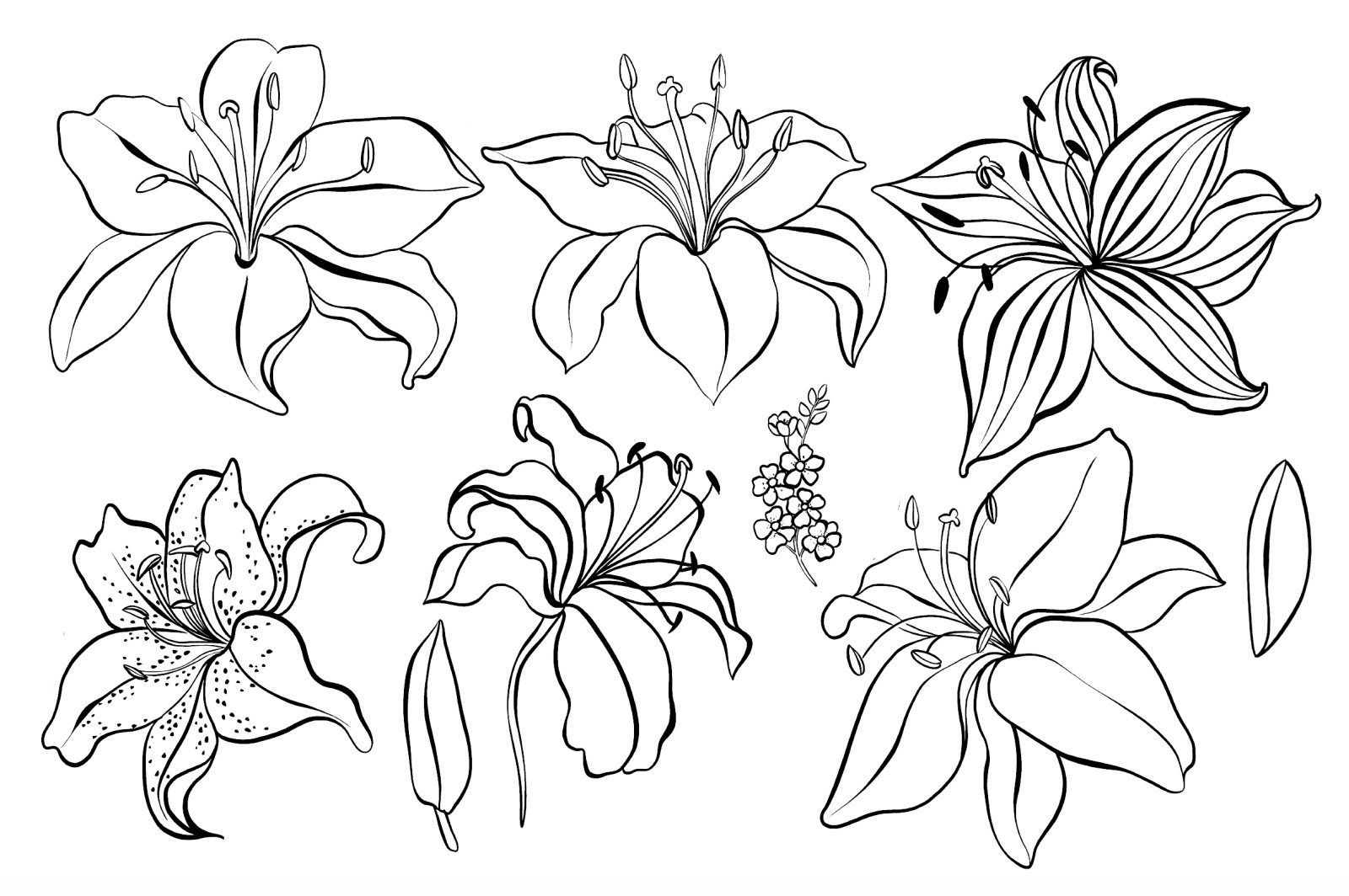 Hand Drawn watercolor flowers lily 2