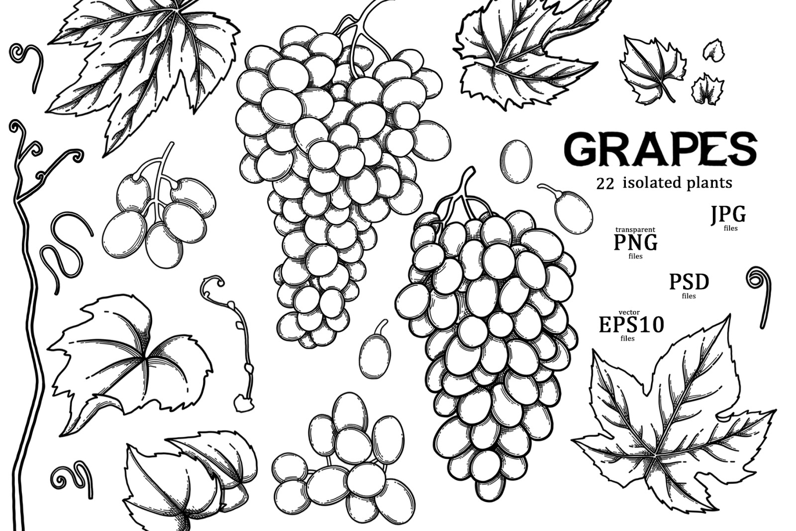 Grapes - vector graphics