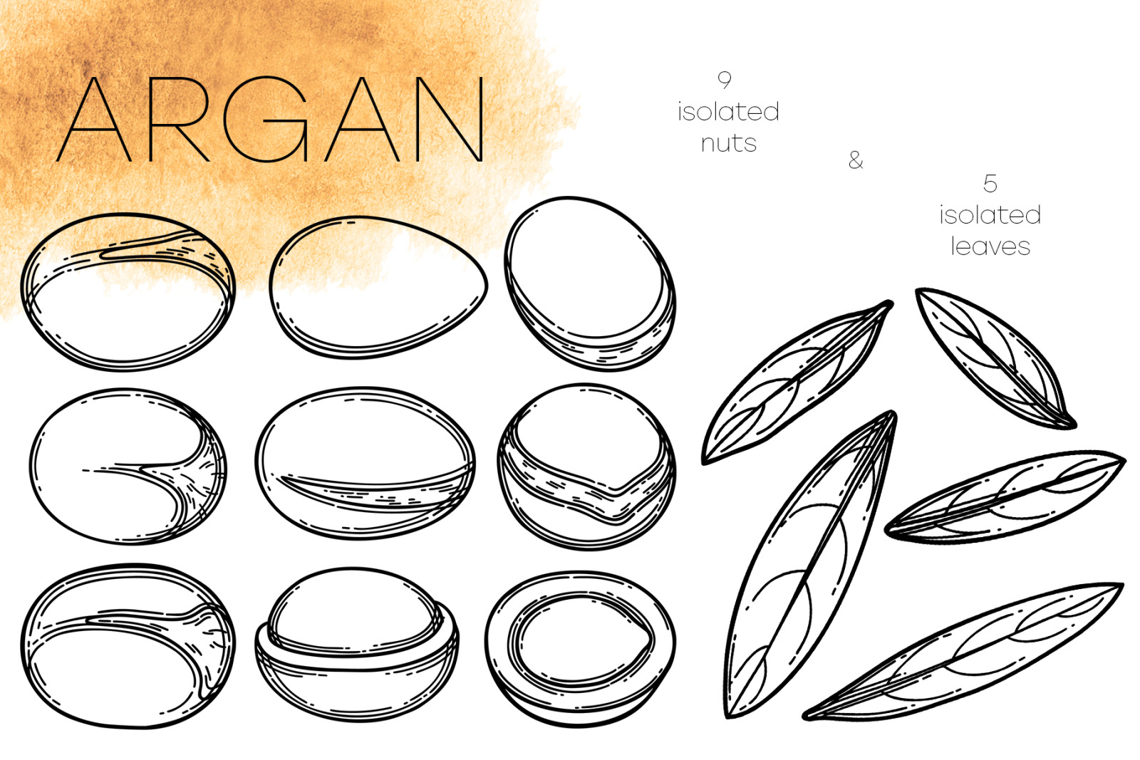 Argan - vector graphics