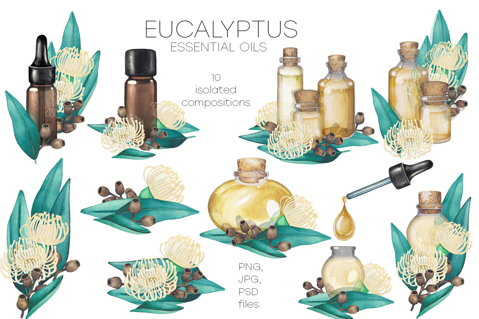 Watercolor eucalyptus collection