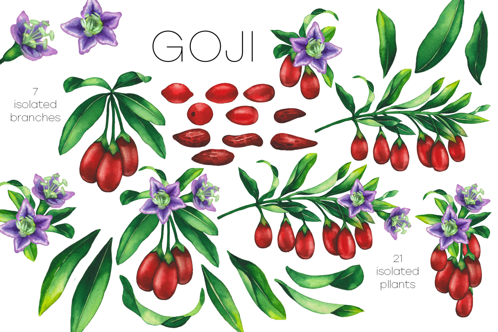 Watercolor goji collection Watercolor goji collection