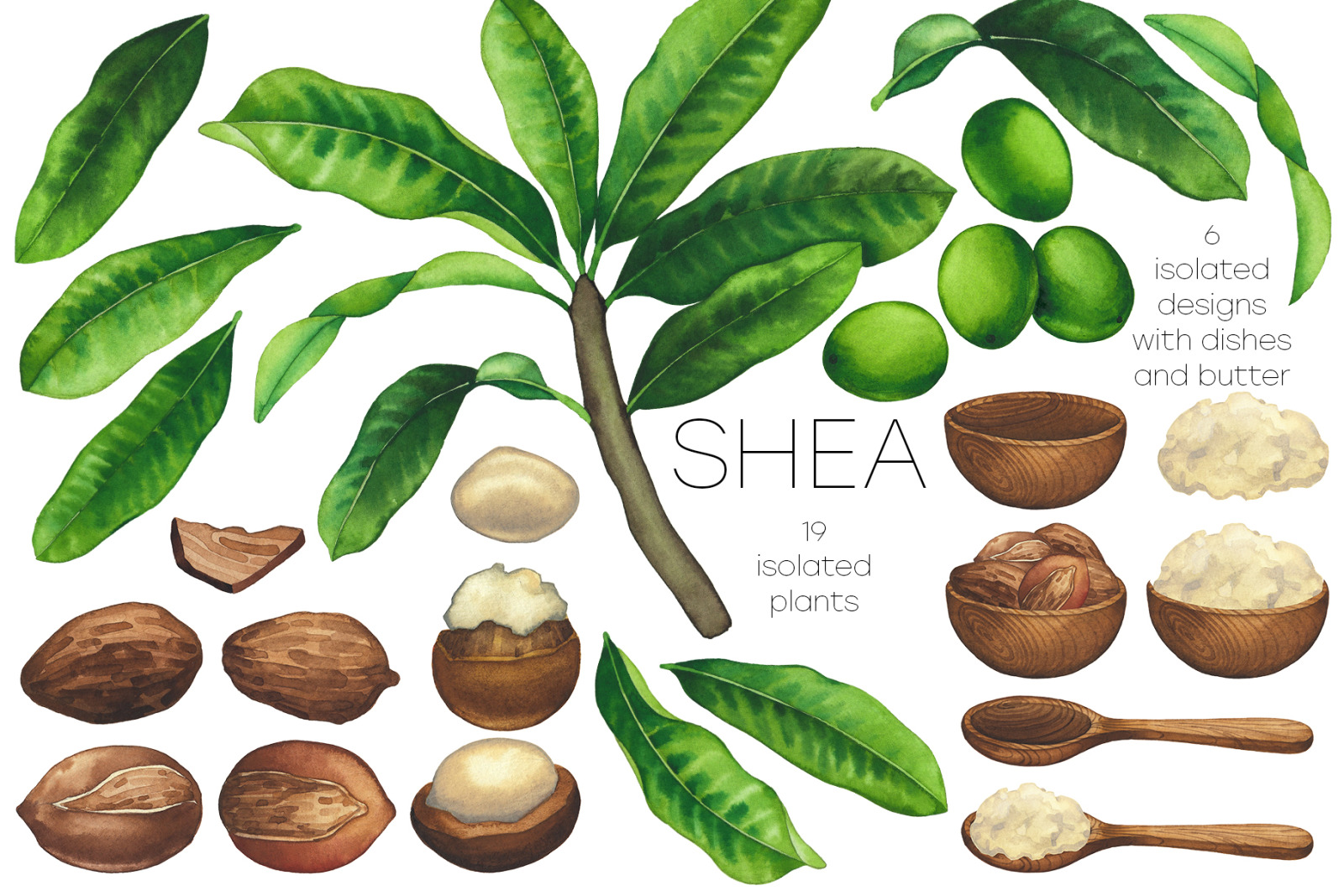 Watercolor shea collection