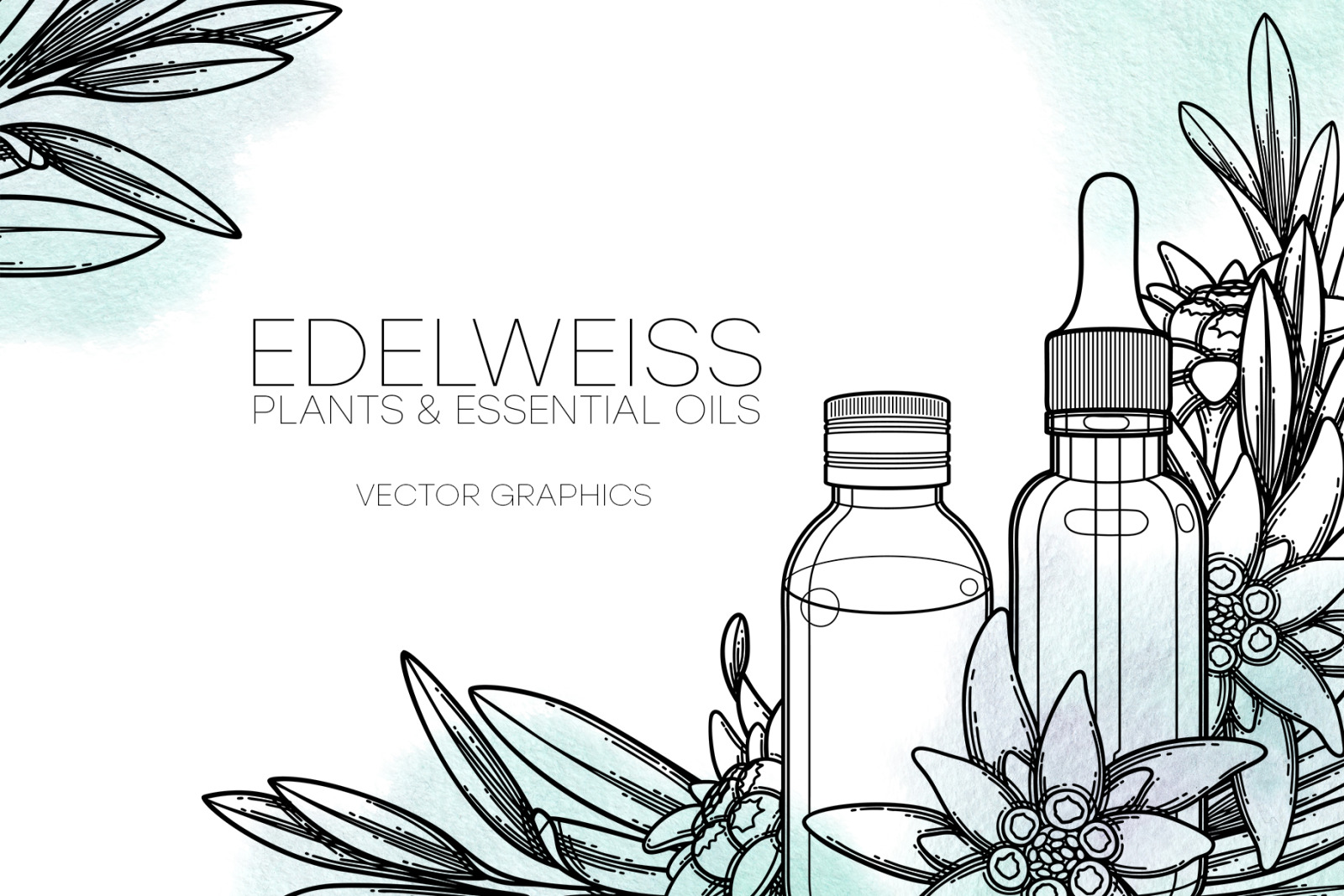 Edelweiss - vector graphics