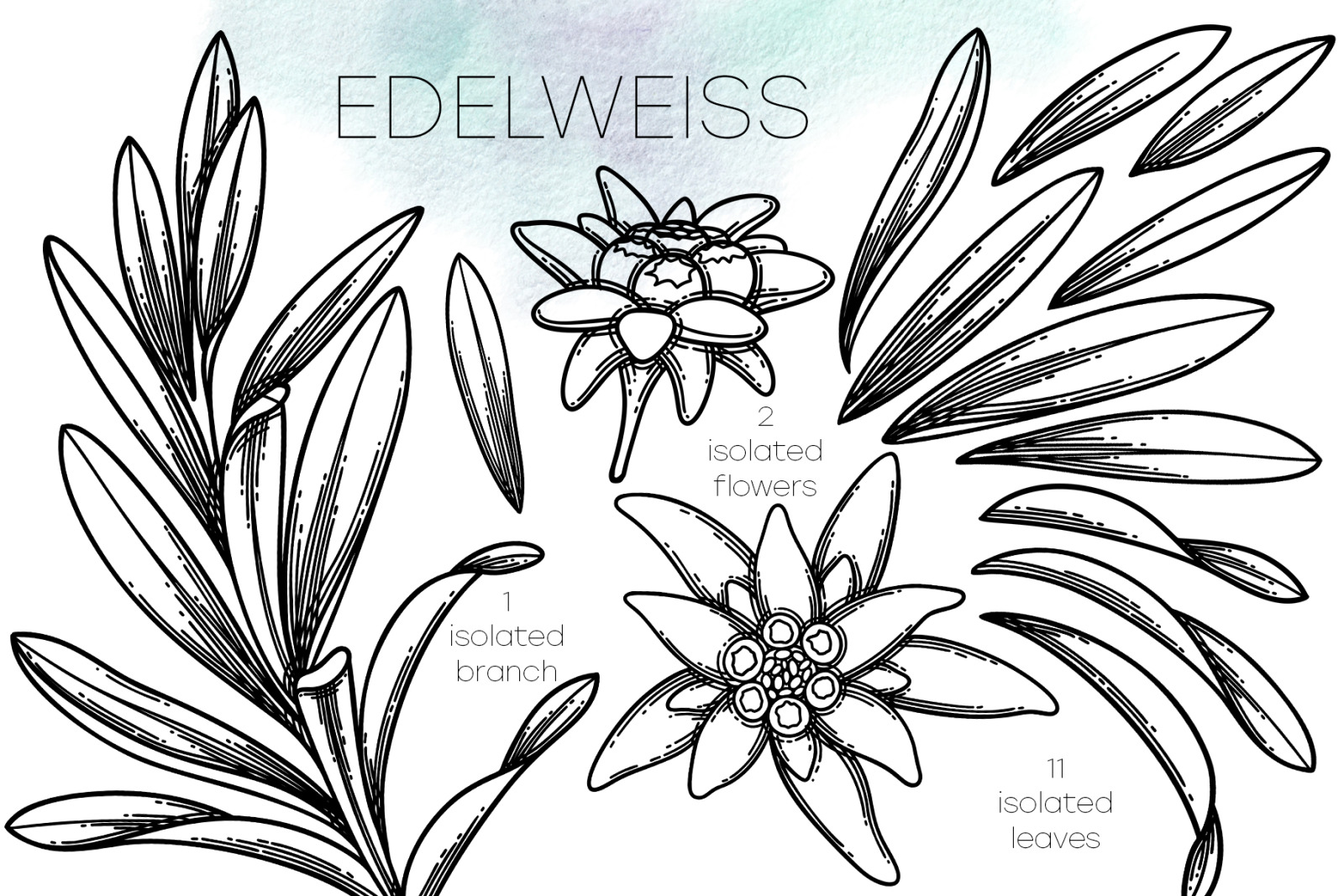 Edelweiss - vector graphics