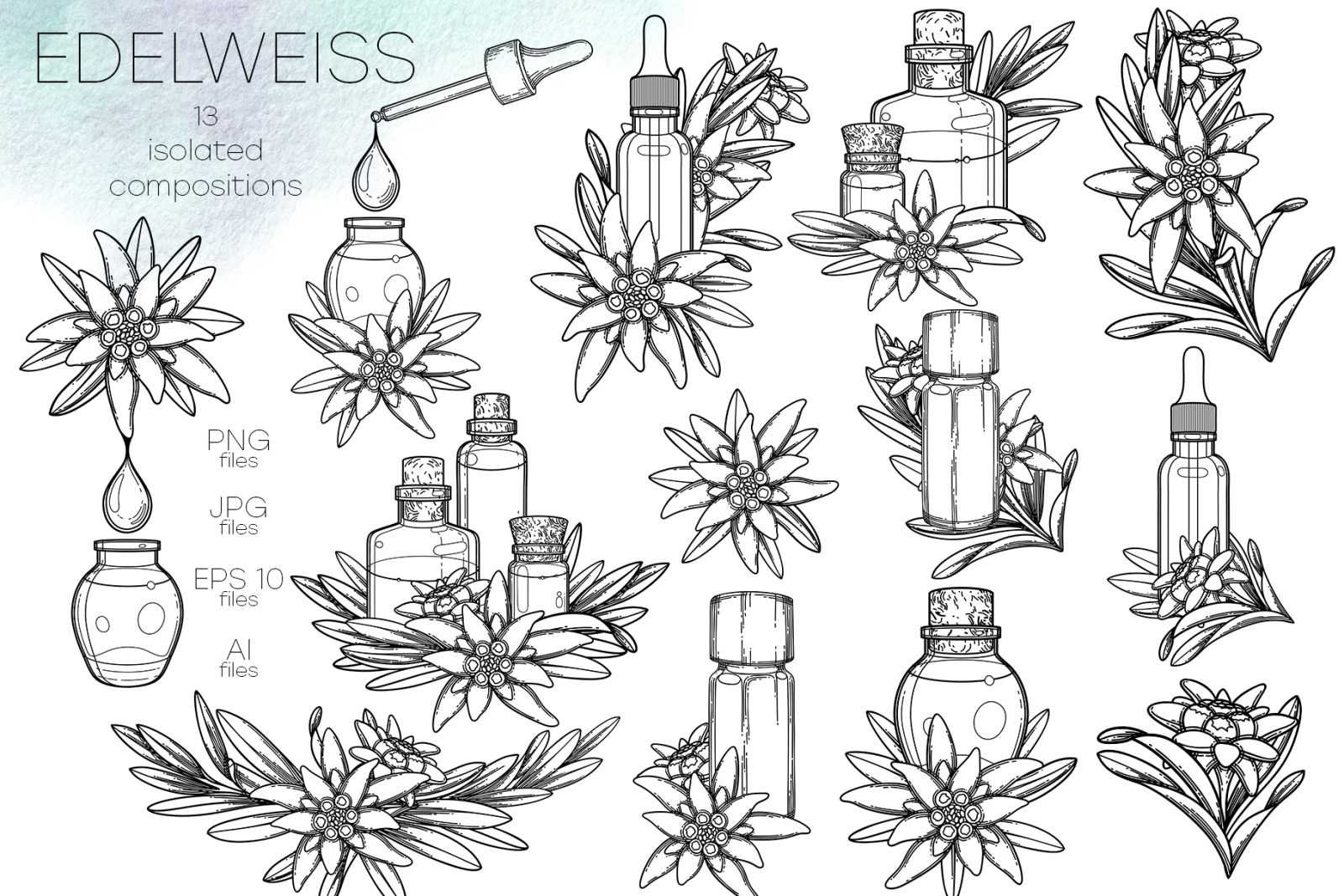 Edelweiss - vector graphics