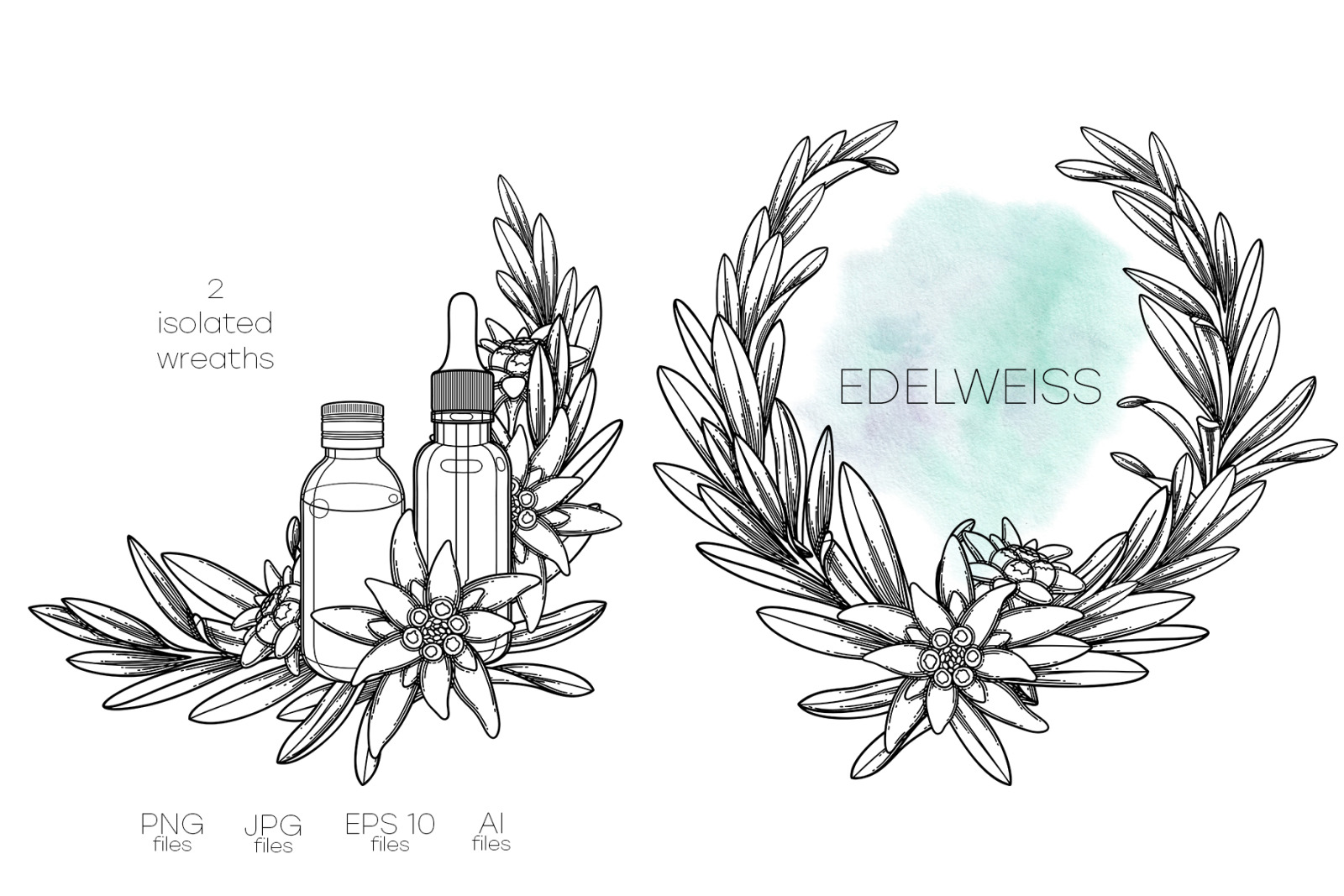 Edelweiss - vector graphics