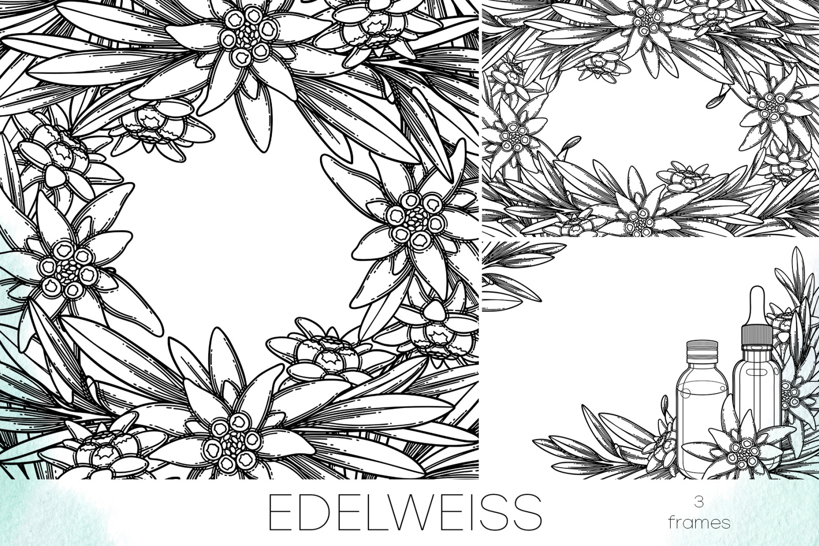 Edelweiss - vector graphics