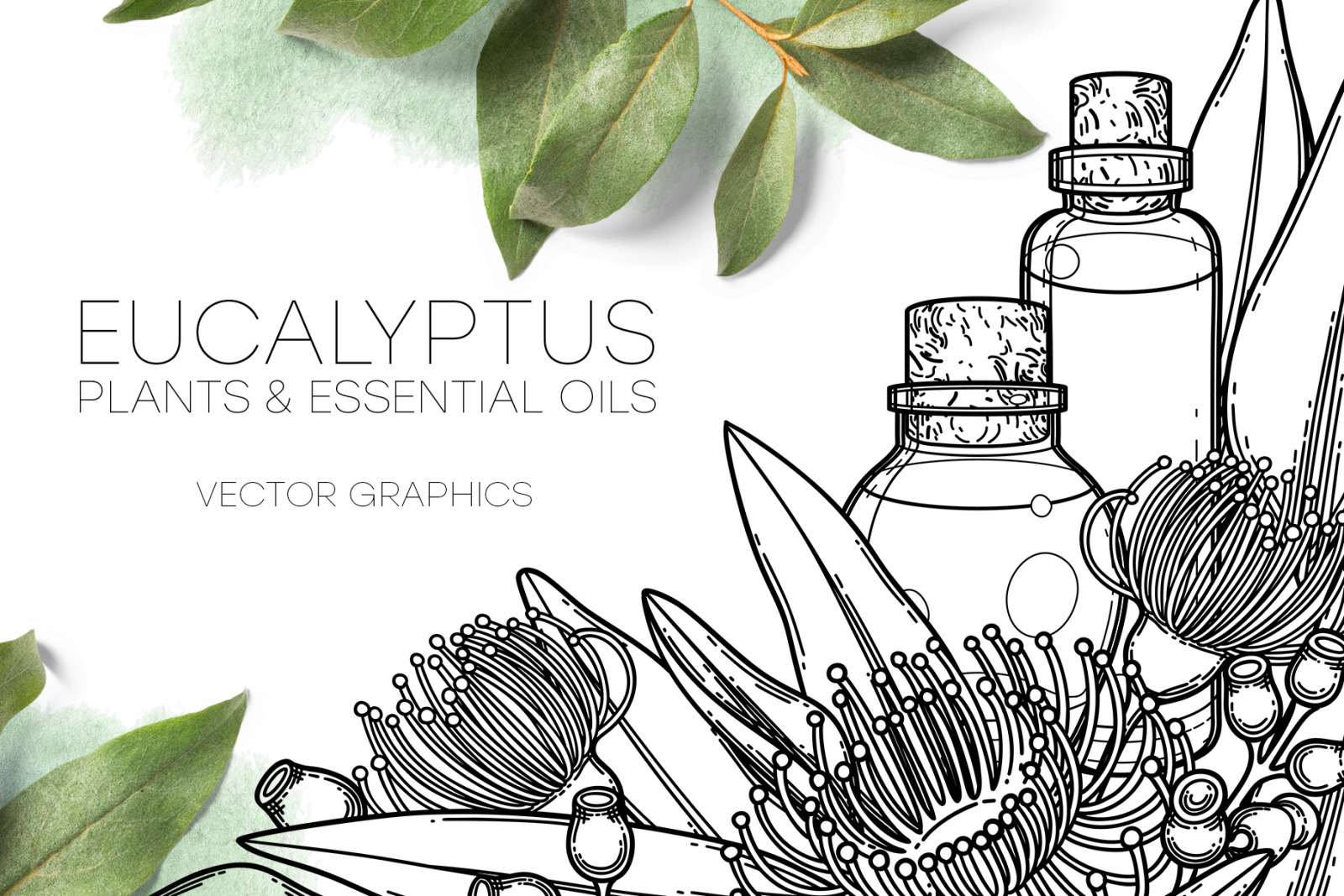 Eucalyptus - vector graphics