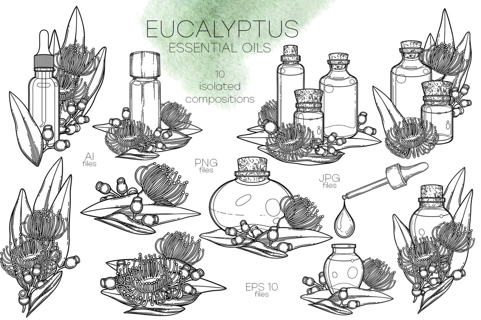 Eucalyptus - vector graphics