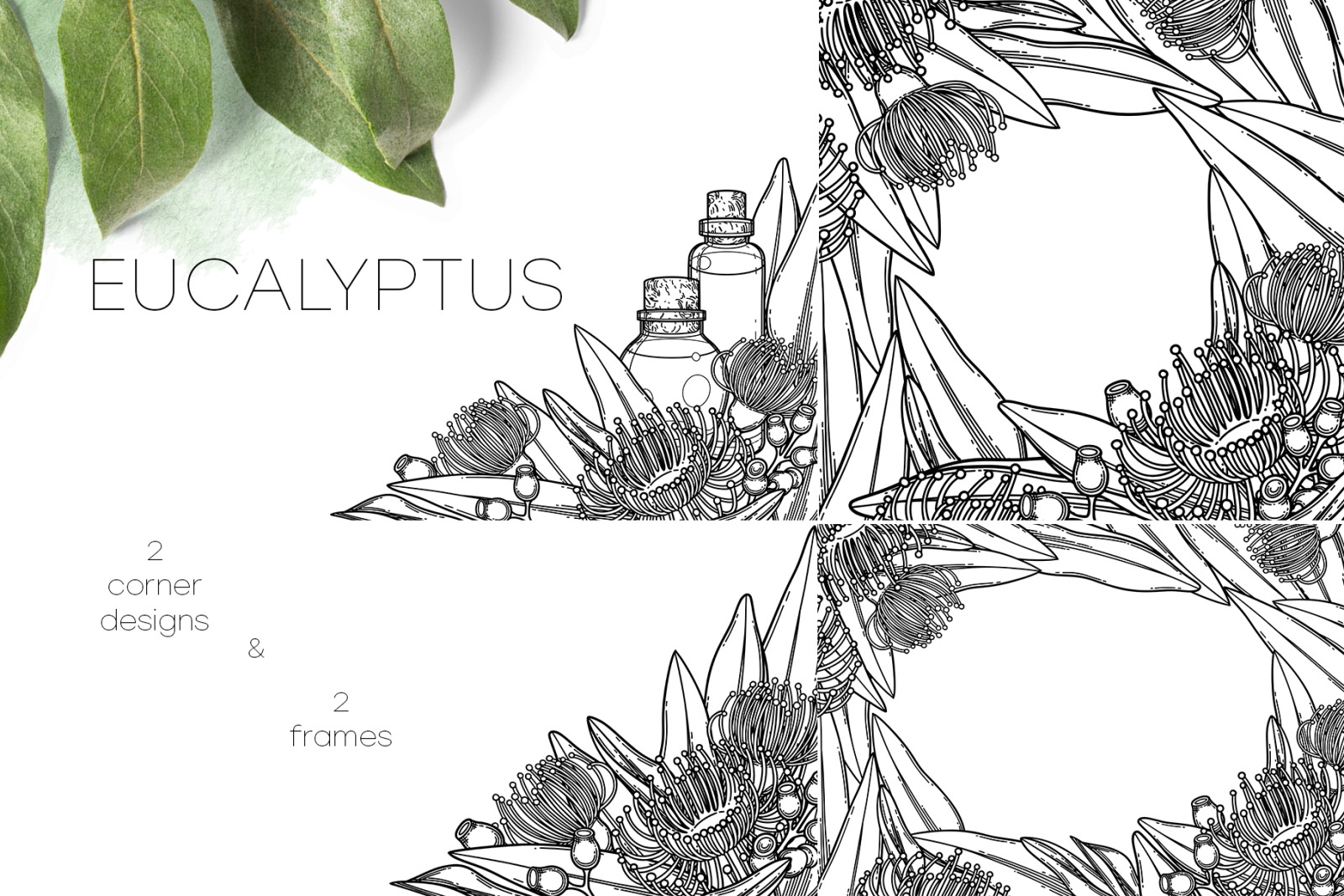 Eucalyptus - vector graphics