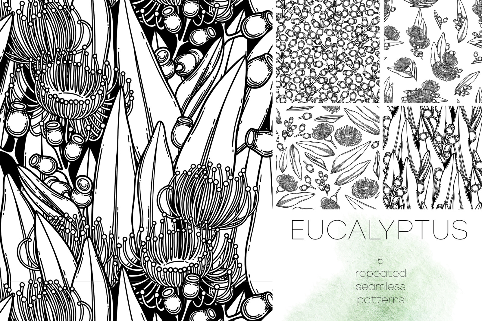 Eucalyptus - vector graphics