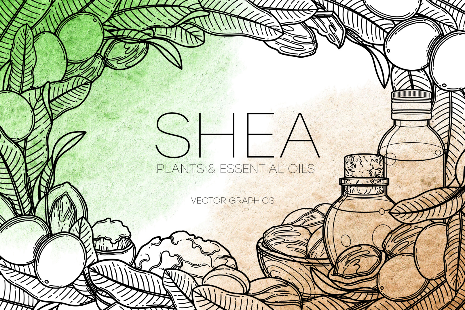Shea - vector graphics Shea - vector graphics