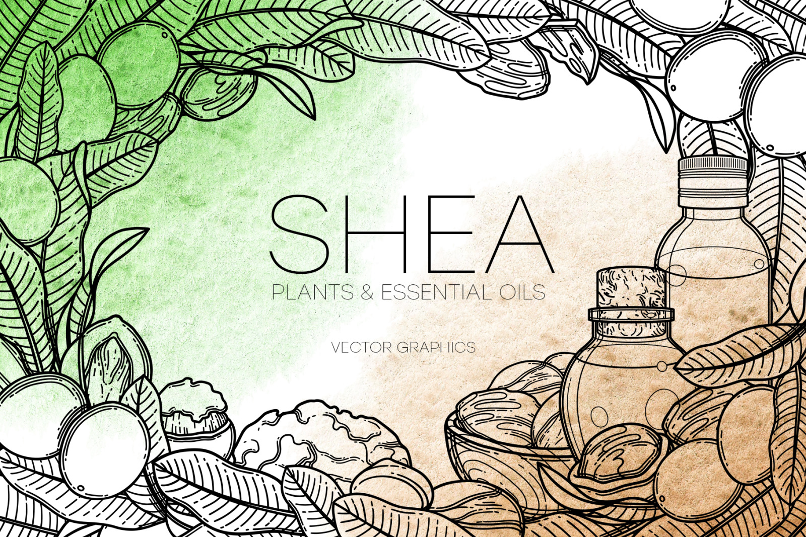 Shea - vector graphics