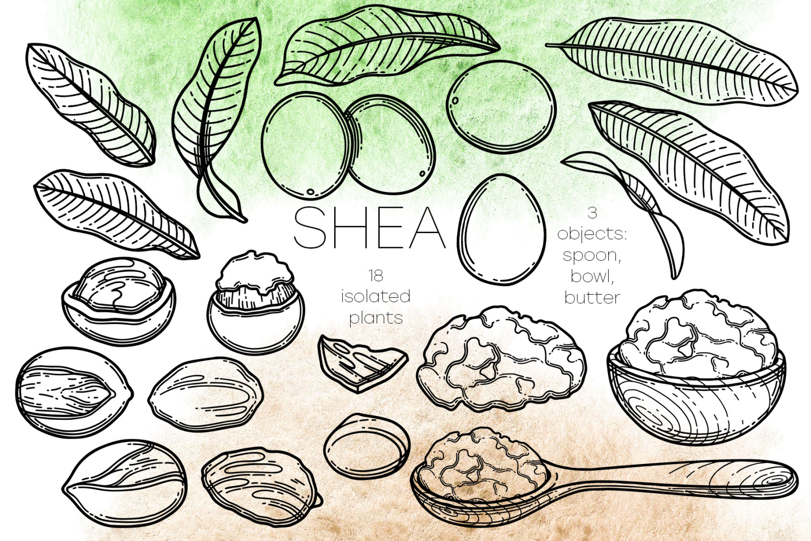 Shea - vector graphics