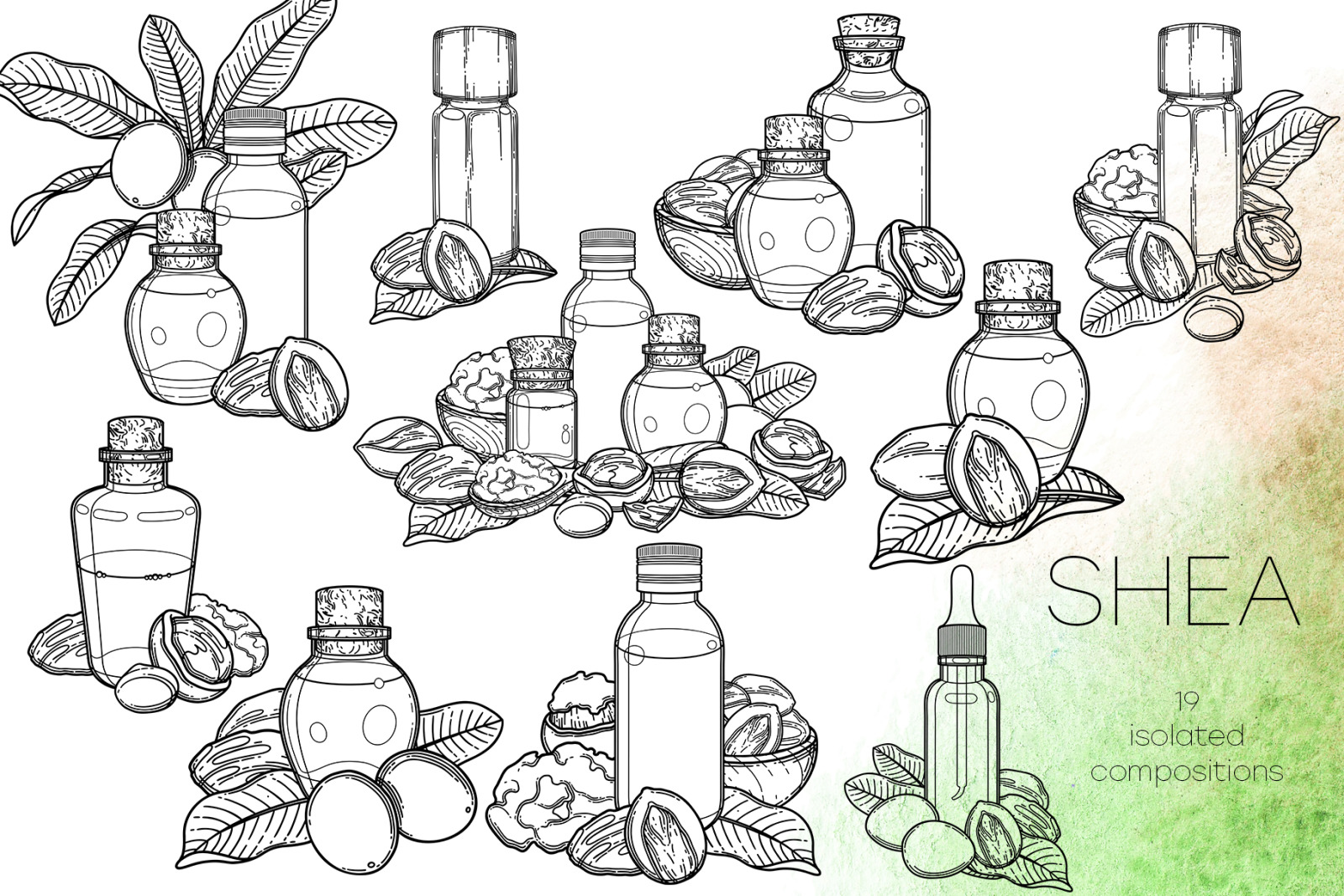 Shea - vector graphics Shea - vector graphics