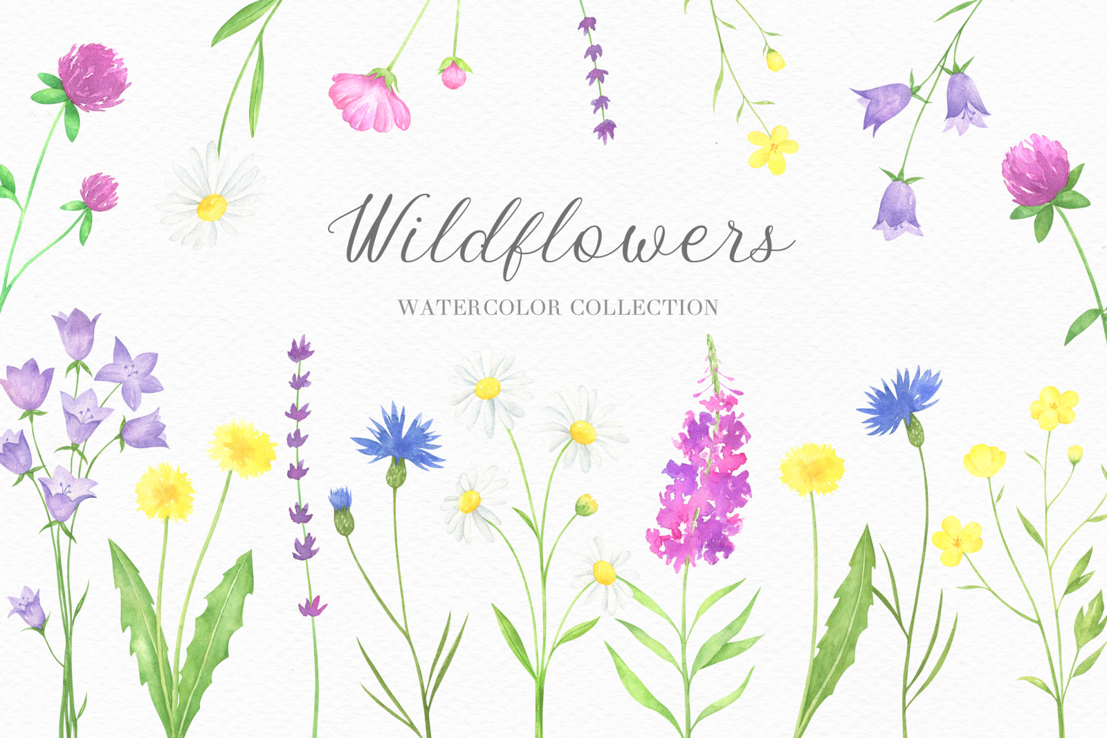 Summer Wildflowers Watercolor Collection Summer Wildflowers Watercolor Collection