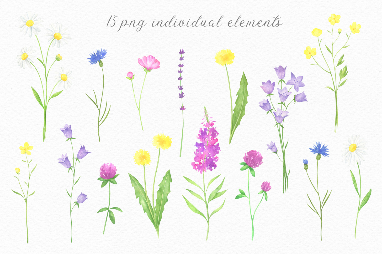 Summer Wildflowers Watercolor Collection Summer Wildflowers Watercolor Collection