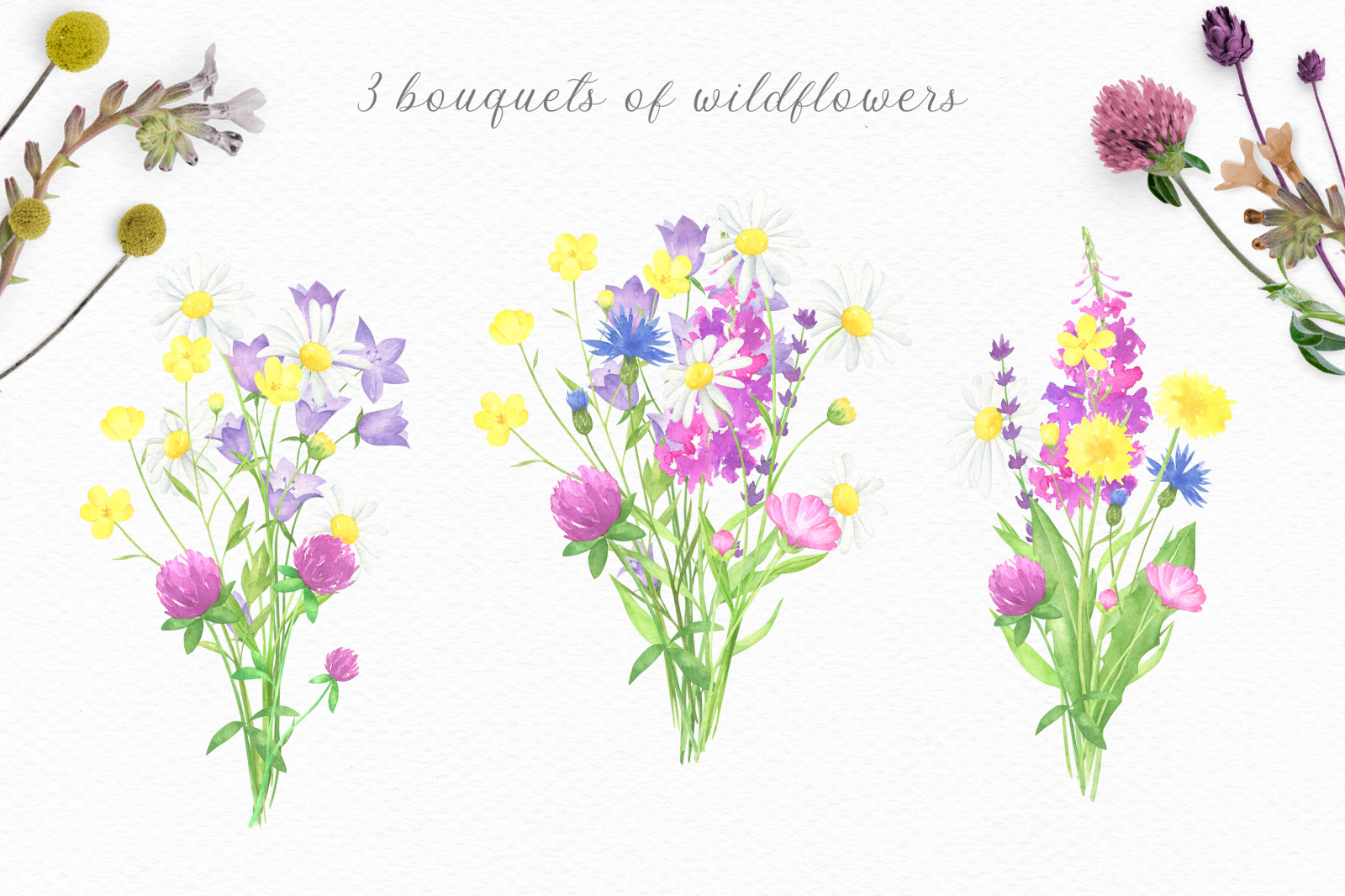 Summer Wildflowers Watercolor Collection Summer Wildflowers Watercolor Collection