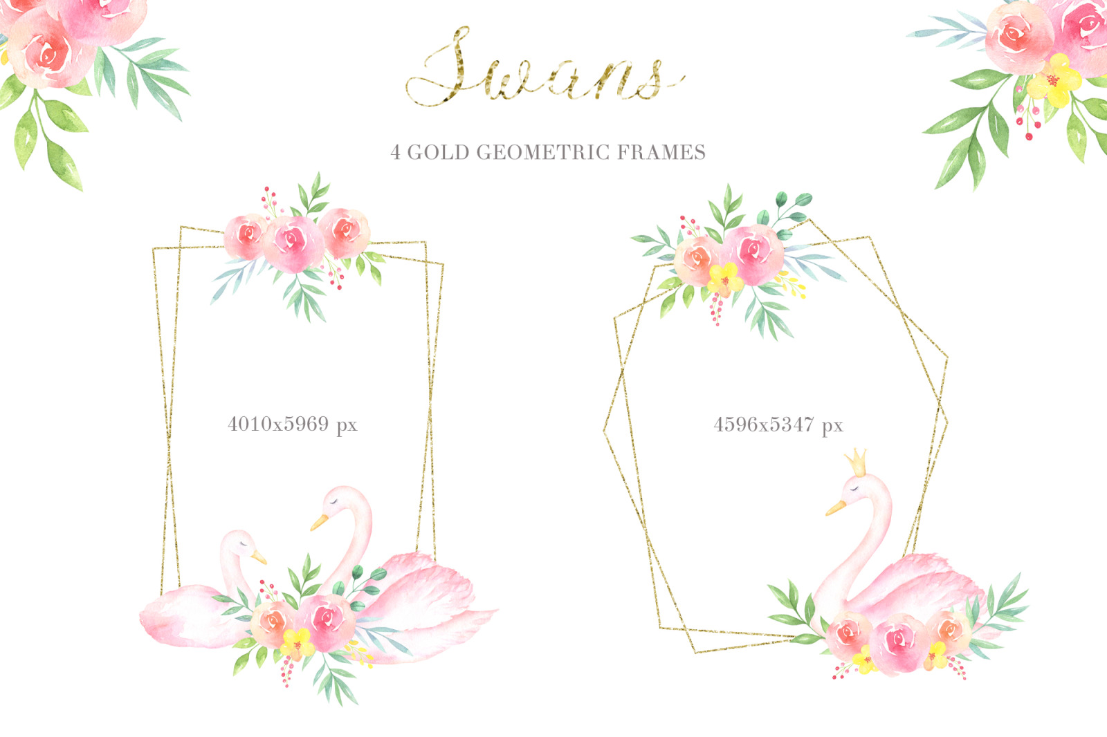 Swans Watercolor Collection Swans Watercolor Collection