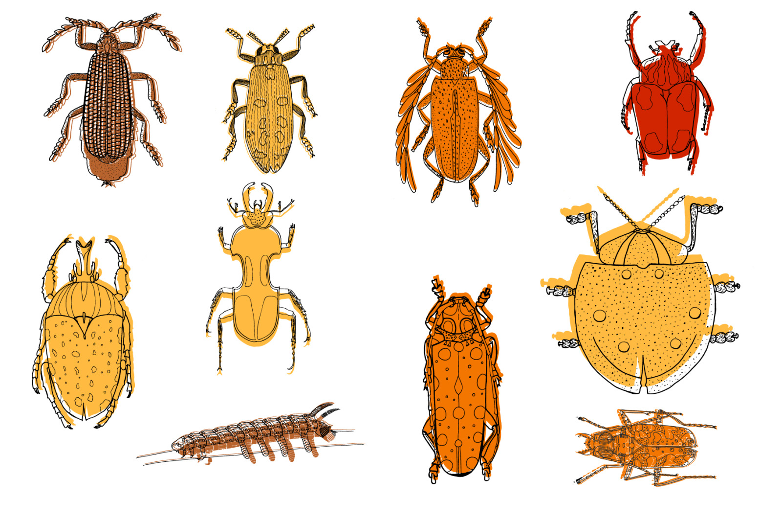 Insects. Graphic collection.