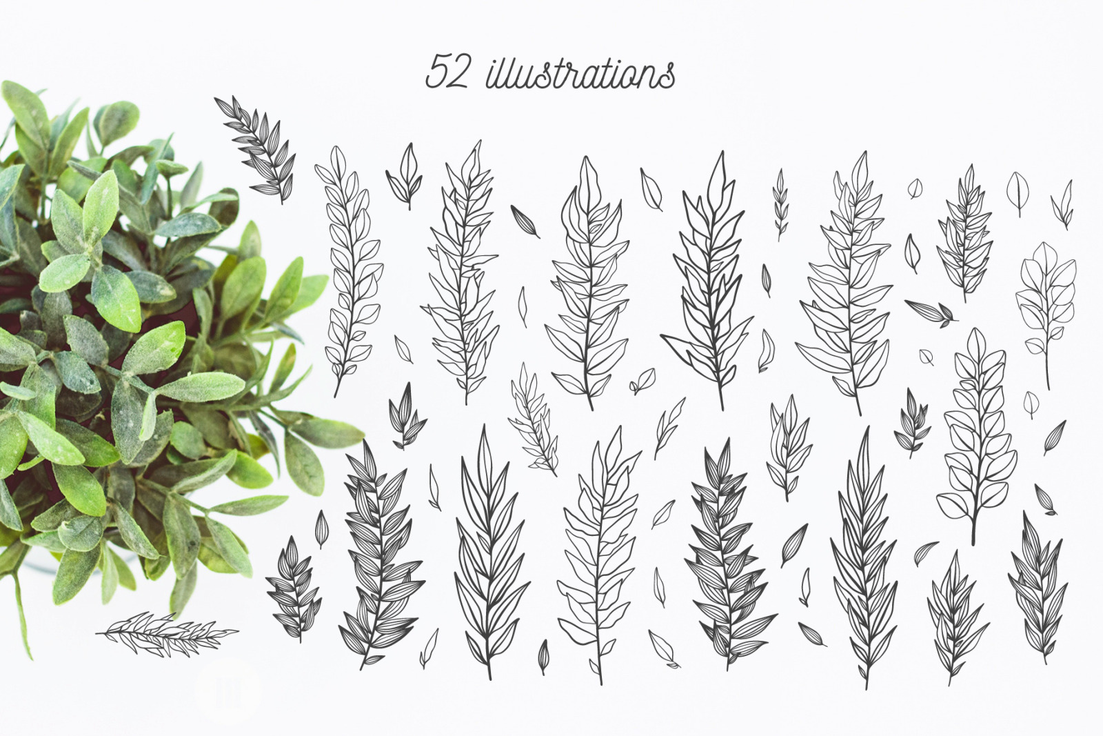 52 hand drawn branches 52 hand drawn branches