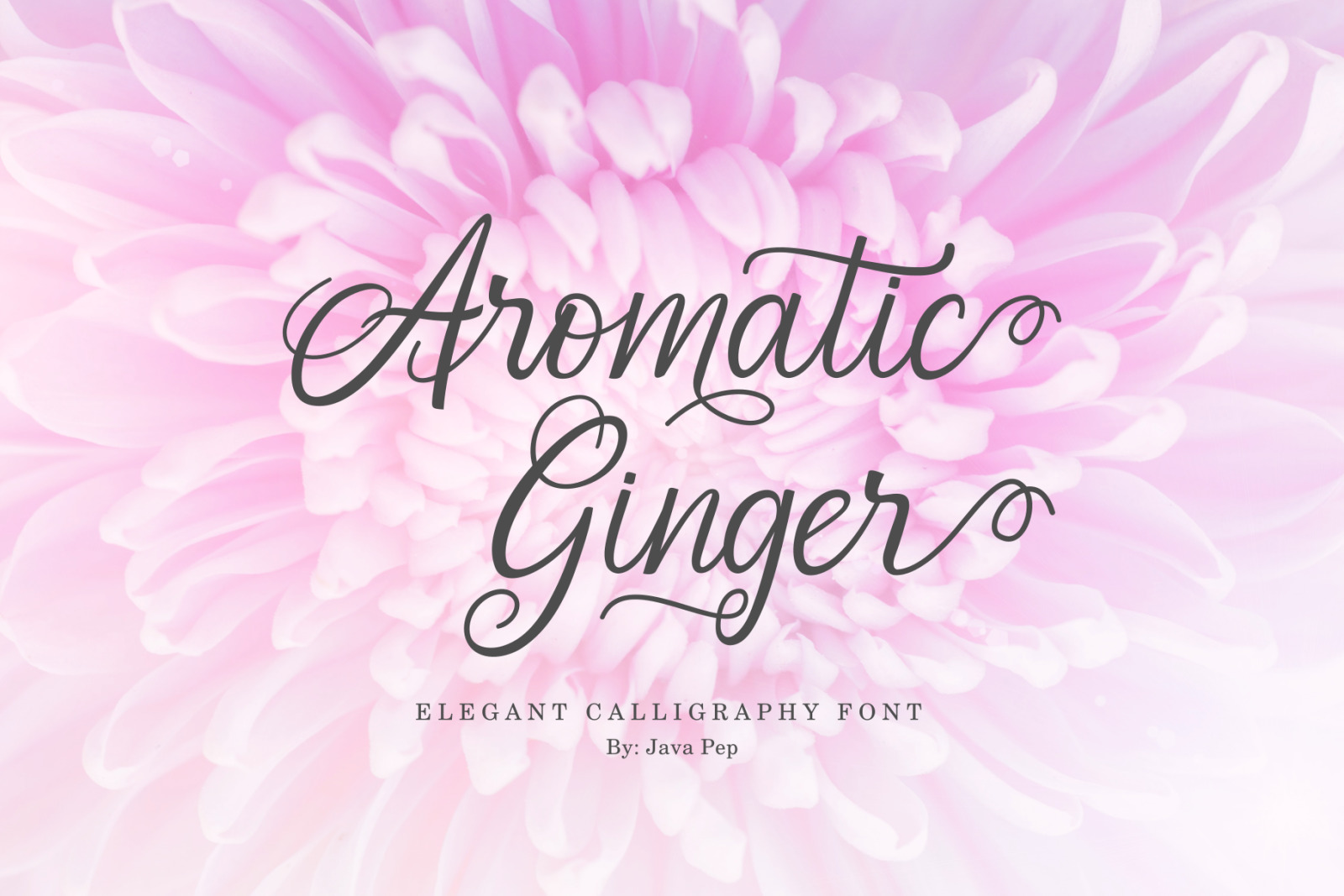 Aromatic Ginger