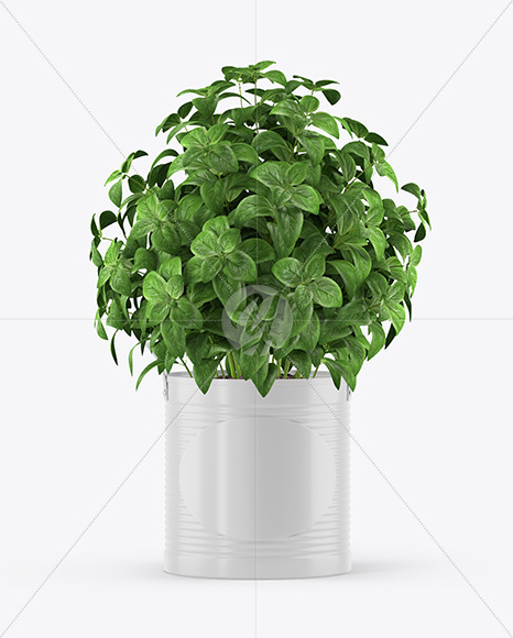 Basil in The Pot Mockup