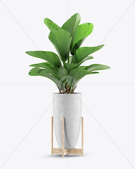 Plant in the Pot Mockup