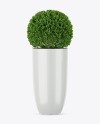 Shrub Plant in the Pot Mockup