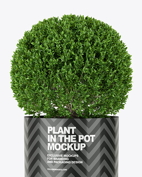 Shrub Plant in the Pot Mockup