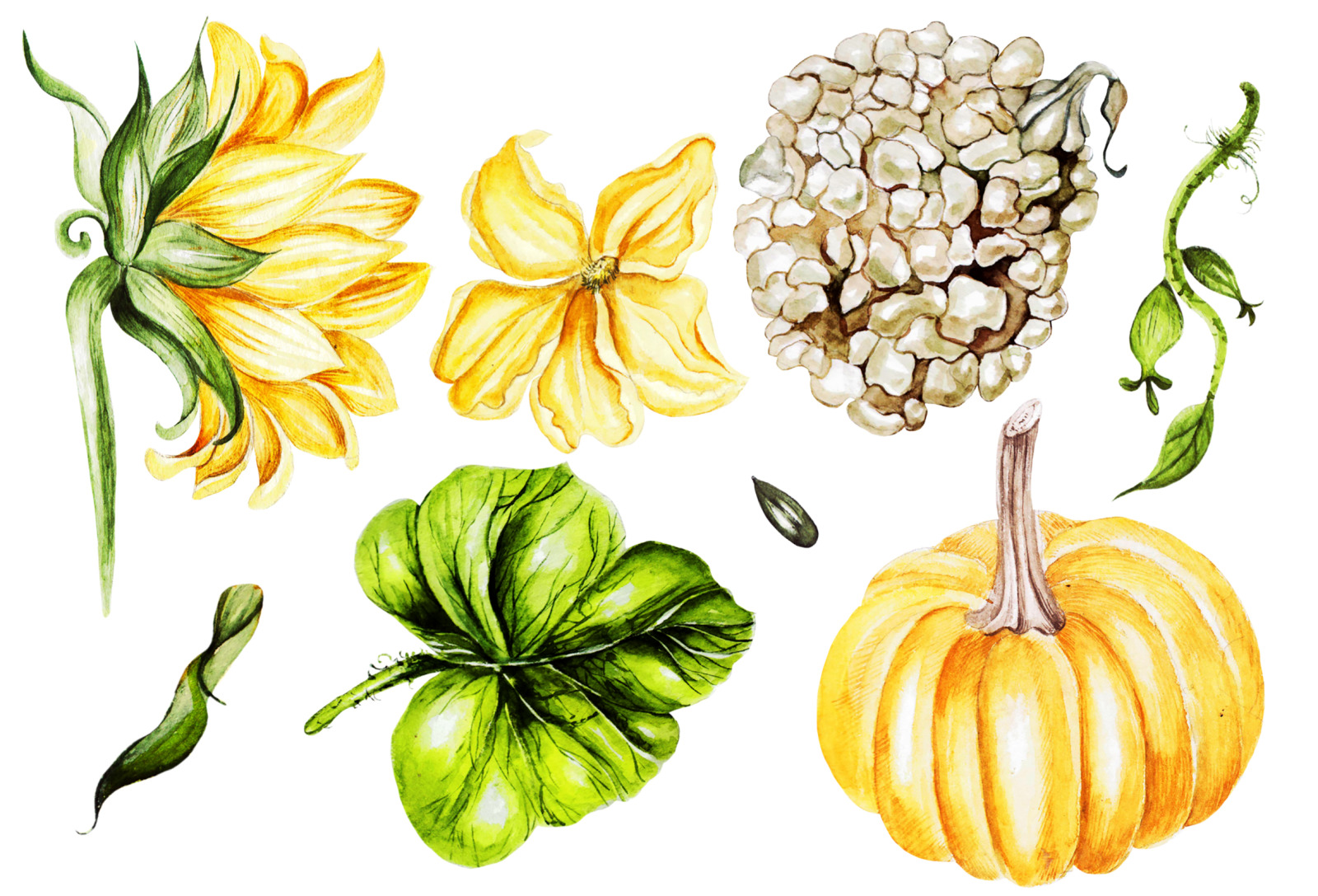 Watercolor Sunflower &amp; Pumpkins 2